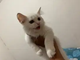 OPER ADOPSI GANTI MAKAN KUCING PERSIA LONGHAIR