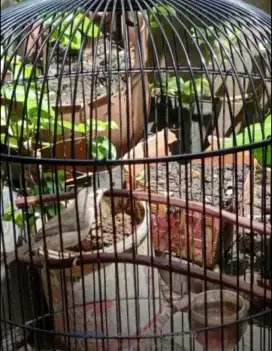 Burung ciwah ciblek pari jantan