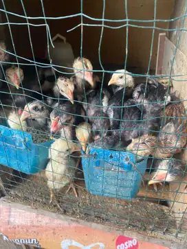 Anak ayam bk drumbend