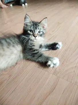Kucing mainecoon kitten