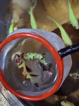 Ikan cupang female hm neon multi