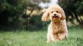 DIBUTUHKAN KENNEL BOY