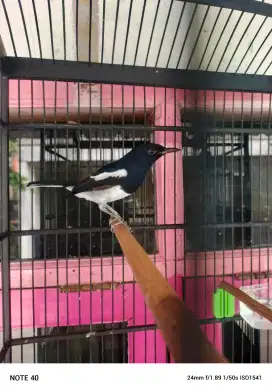 Jual Burung kacer