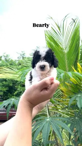 Poodle Party + Apricot + Apricot Light Male & Female ( Kosongan )