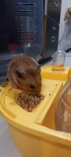 Dicari yang mau melanjutkan merawat HAMSTER
