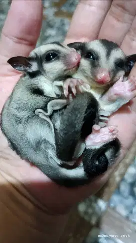 Sugar Glider Joey Grey Sepasang