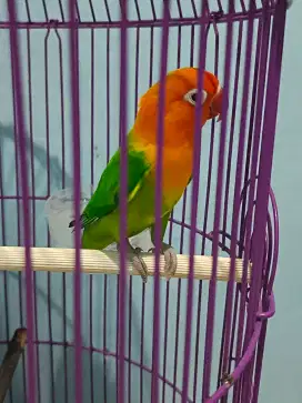 Burung lovebird warna biola green (burung saja)