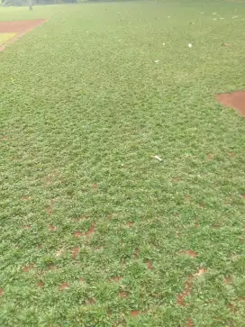 Tukang rumput taman gajah mini
