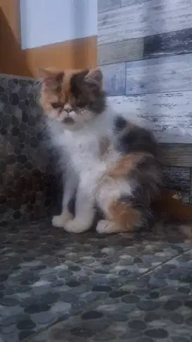 Kitten Peaknose