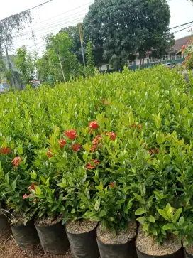 Tukang pohon bunga