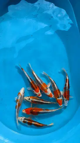 Koi kujaku size 20-25cm