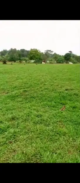 Tukang rumput gajah besar atau rumput paitan