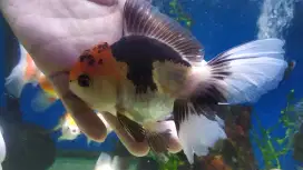 Ikan mas koki oranda betina. 3 color