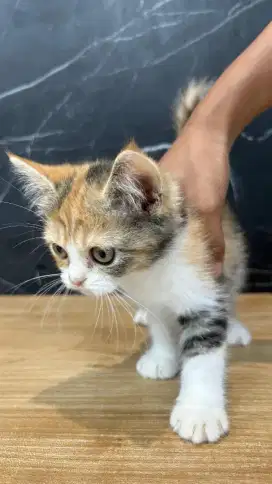 BSH MUNCHKIN NS CALICO BETINA