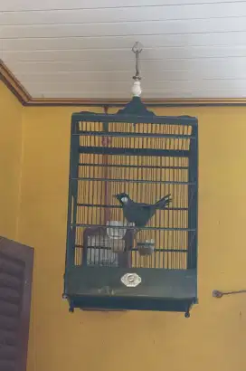 Jual Burung Poksay