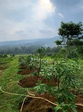 di jual tanah perkebunan buah2an di cikidang sukabumi