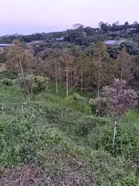 di jual tanah kebun durian di Cibadak sukabumi