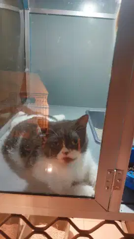 BSH BICO MUNCHKIN BETINA 1 TAHUN HAMIL