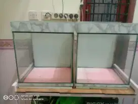 Barter burung dara 1 pasang