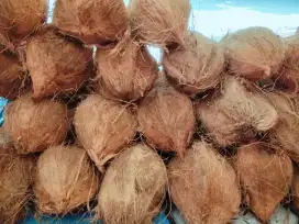 Di jual kelapa tua santan