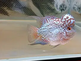 Ikan Louhan Bonsai size 8-9cm Premium