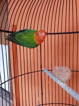 Lovebird biola green