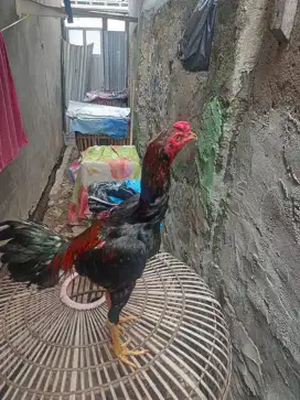 Ayam Bangkok clasik
