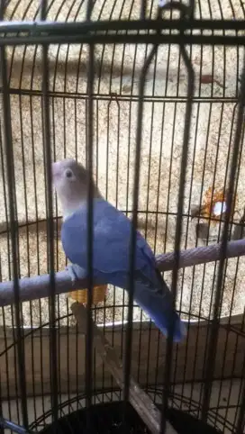 Lovebird vio blue
