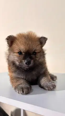 OPEN ADOPSI ANAKAN MINI POM