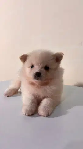 OPEN ADOPSI ANAKAN MINI POM