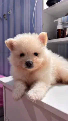OPEN ADOPSI ANAKAN MINI POM