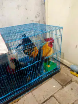 ayam Kate sejodoh