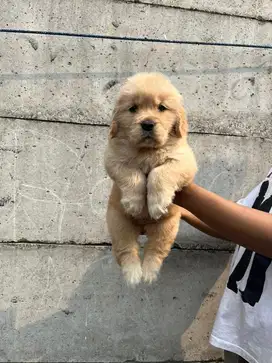 Sale golden retriever good quality n good bloodline