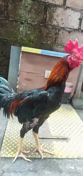 Ayam bangkok super