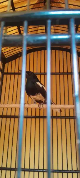 Burung Kacer daput