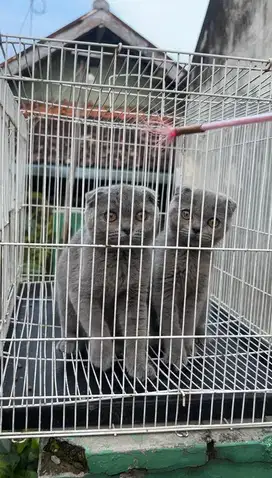 Scottish Fold 2 ekor