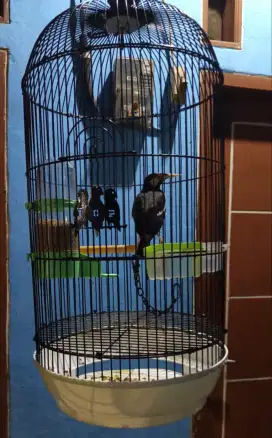 Burung jalak suren