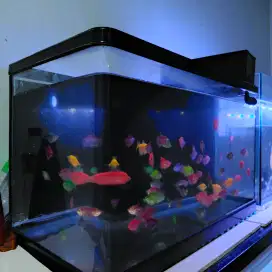 Aquarium bending bahari 60 cm / akuarium arkilik tanpa sambungan