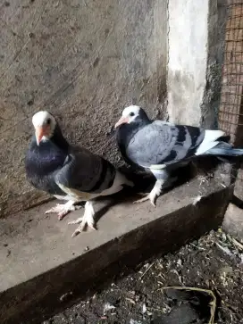 Merpati piyik plontang jembros kolongan