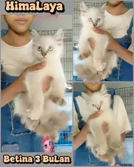 Kucing himalaya mata biru manis betina 3bulan
