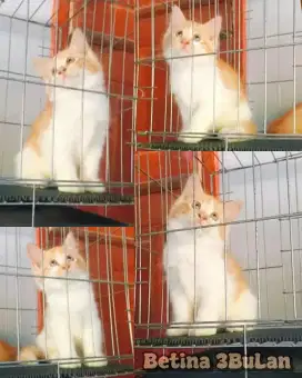 Si oyen betina manis belom genap 3bulan
