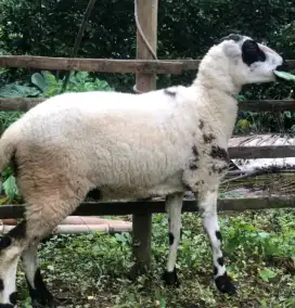Domba kambing kurban