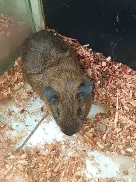 Guineapig American marmut