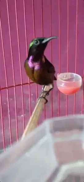 Burung kolibri ninja gacordor