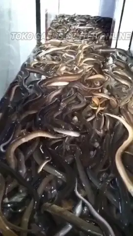 Sedia belut konsumsi