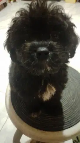 Anak anjing mix poodle&shitzu