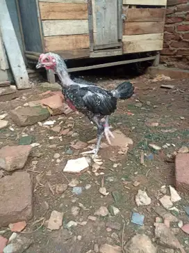 Ayam pelung jantan