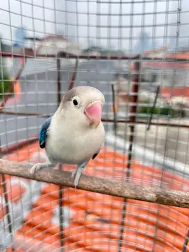 Love bird cobalt / vio
