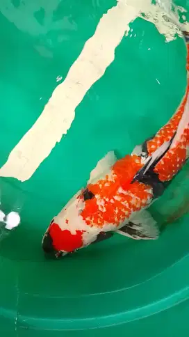 Ikan koi jenis SHOWA pola Kanoko original 52cm