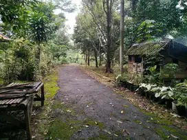 Tanah Kebun Pinggir Jalan Provinsi Cocok Untuk Villa atau Agrowisata